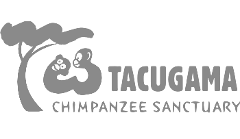 Tagucama Chimpanzee Sanctuary & Conservation Organization in Freetown, Sierra Leone